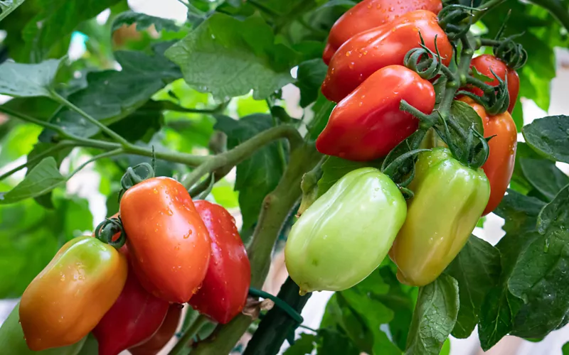 history of the san marzano tomato campania