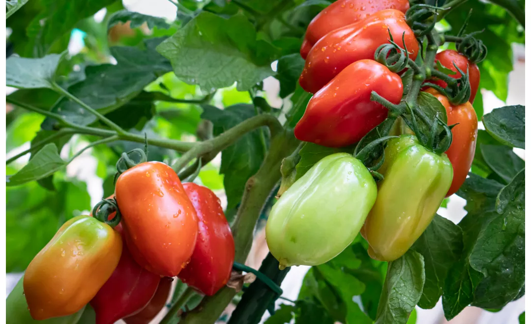 history of the san marzano tomato campania