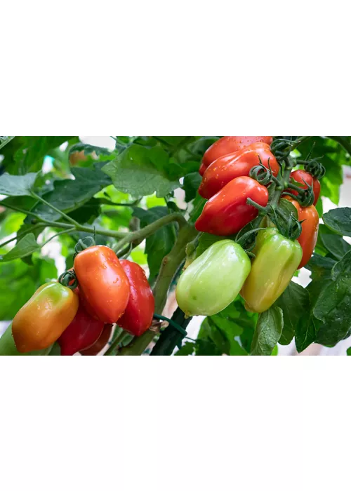 history of the san marzano tomato campania