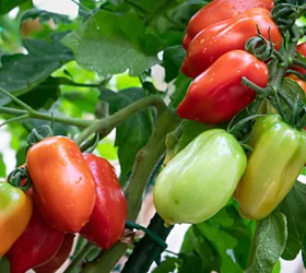 history of the san marzano tomato campania