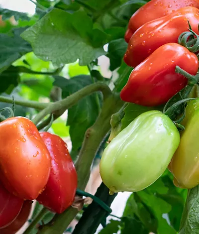 historia del tomate san marzano campania