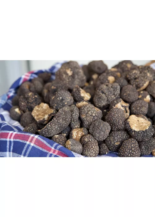 History of the truffle