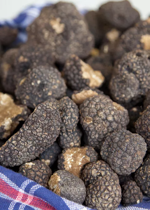 History of the truffle