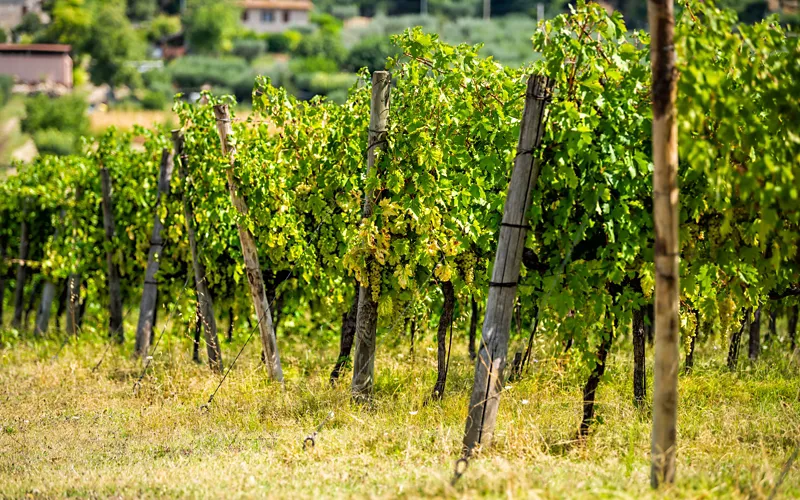 La Ruta de los Vinos del Cantico