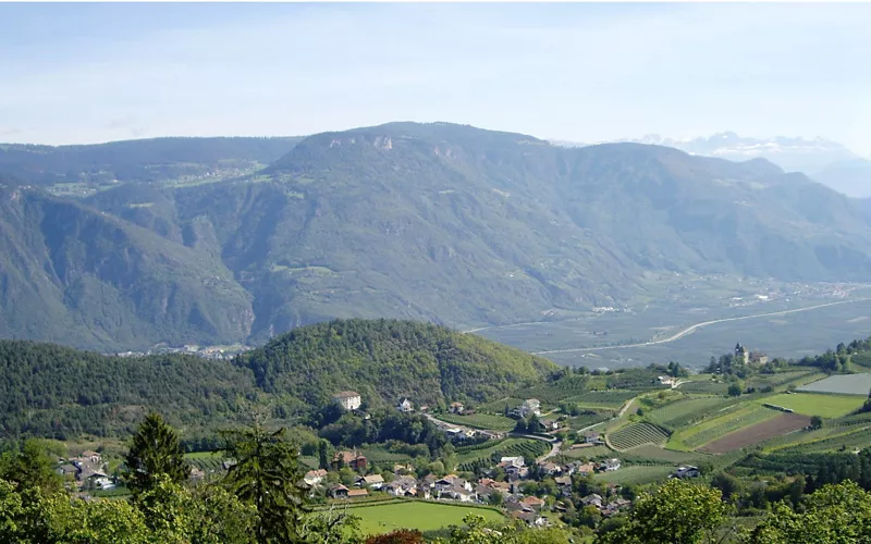 La vite più grande d’Europa si trova in Alto Adige