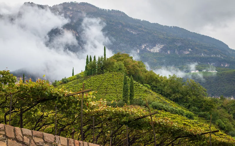 La Strada del Vino: un itinerario