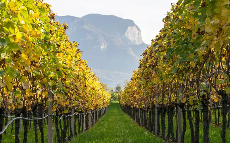 I vigneti dell’Alto Adige