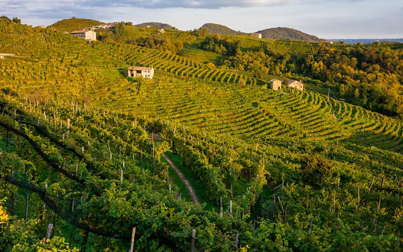 Sulle Colline del Prosecco, con il calice in mano