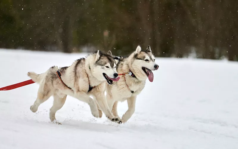 In the footsteps of Balto the sled dog