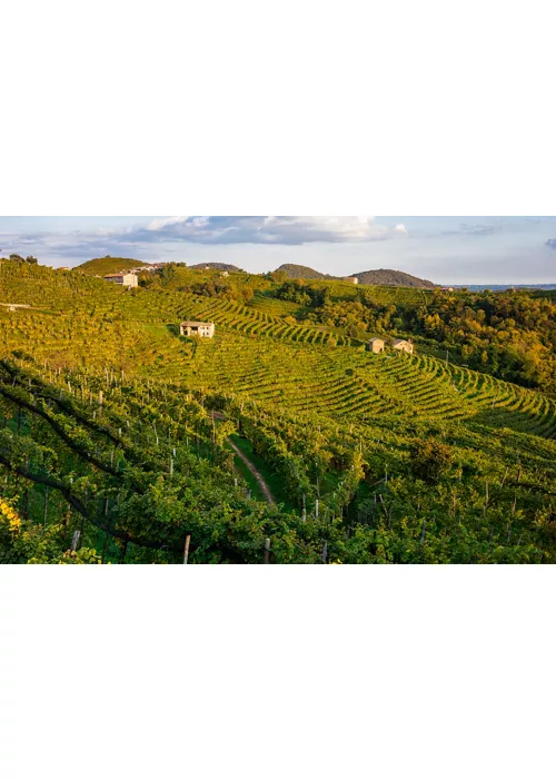 Da Conegliano a Valdobbiadene, sulle strade del Prosecco