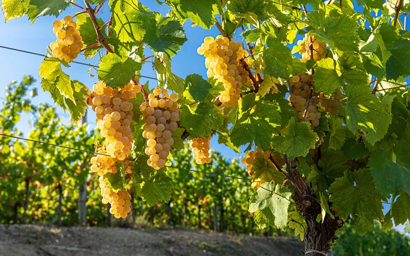 Tenuta Luisa