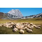 Le Gran Sasso et la Baronia di Carapelle : villages, châteaux et spécialités locales