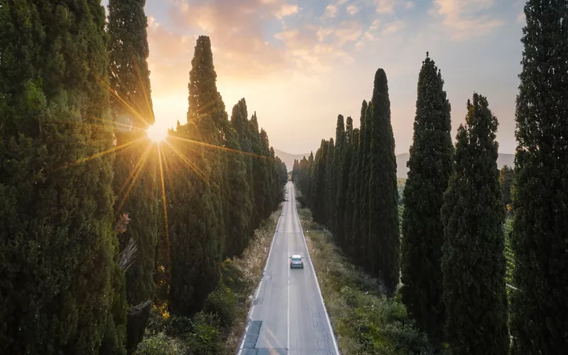 Road crossing Bolgheri