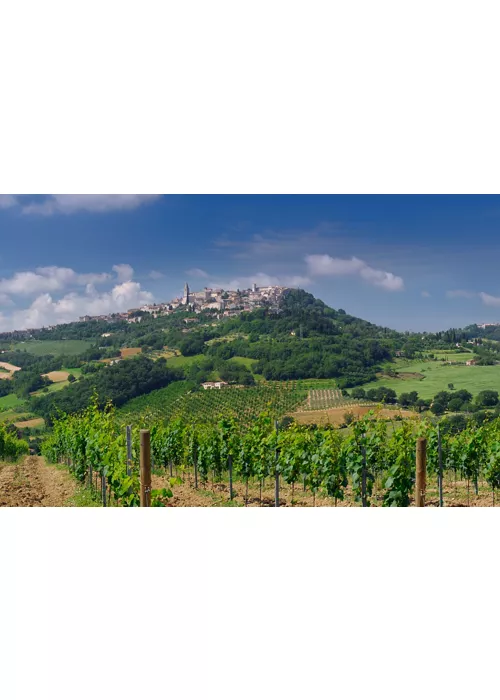 The Grechetto of Todi: a true Umbrian nectar 