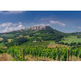 Le Grechetto de Todi