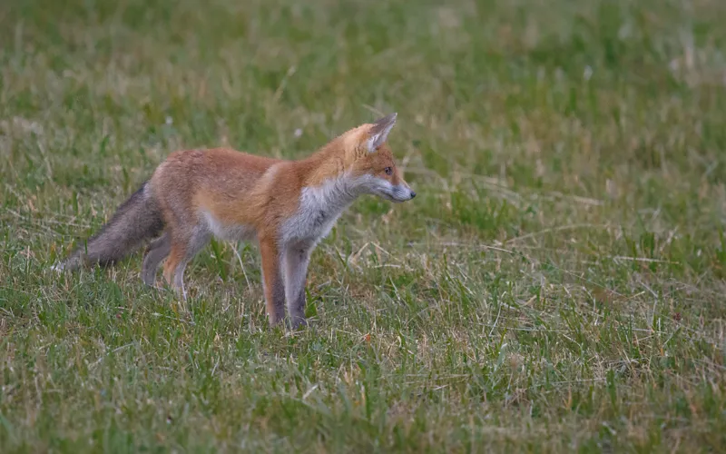 Among the boom and junipers, following the footsteps of skunks and foxes