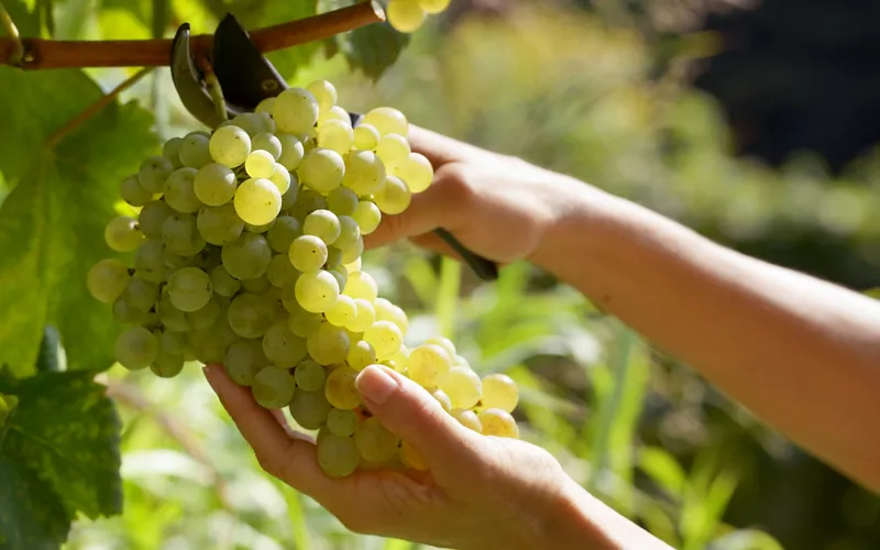 Ao longo das estradas do enoturismo