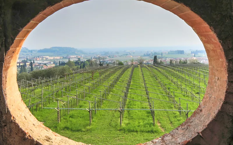 Les routes des vins et des saveurs
