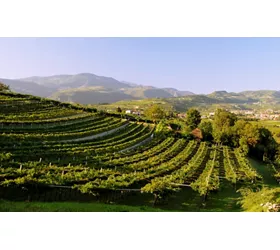 Il Veneto, tra vini e sapori