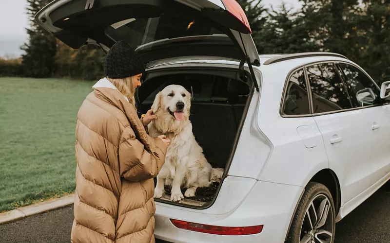 Dog sitting in the boot of a car