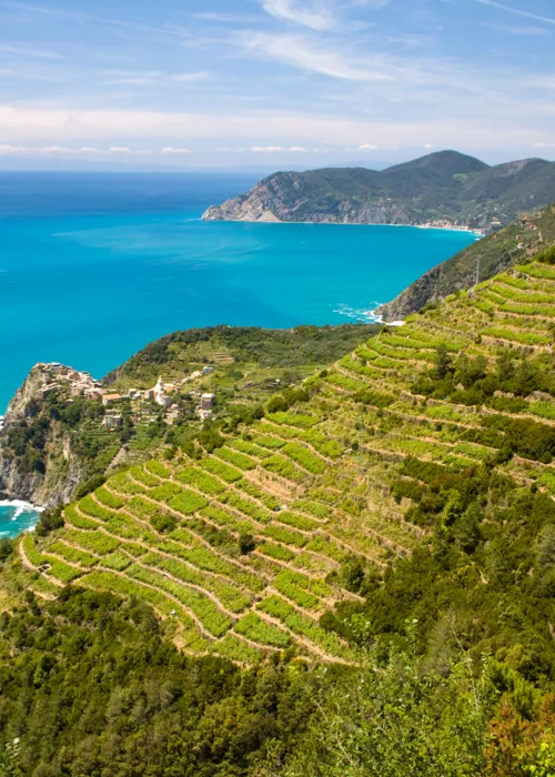 Vista de los viñedos de Liguria