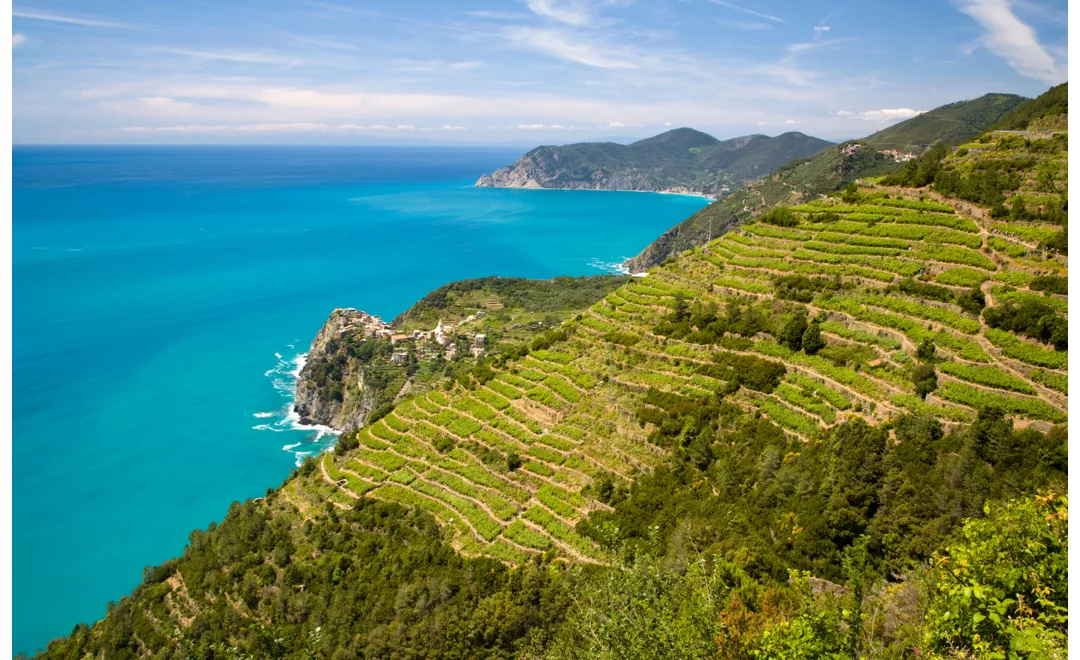 View of the vineyards in Liguria