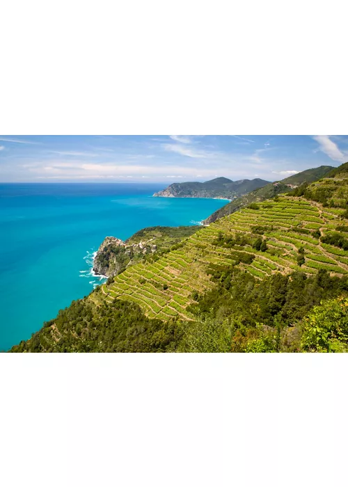 View of the vineyards in Liguria