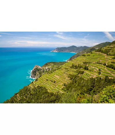 Panoramica sui vigneti in Liguria