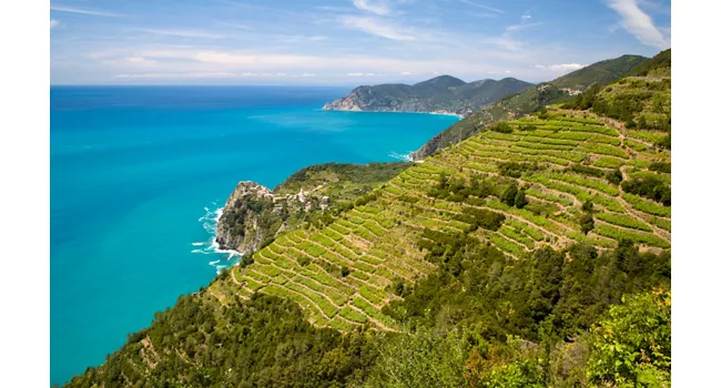 Panoramica sui vigneti in Liguria