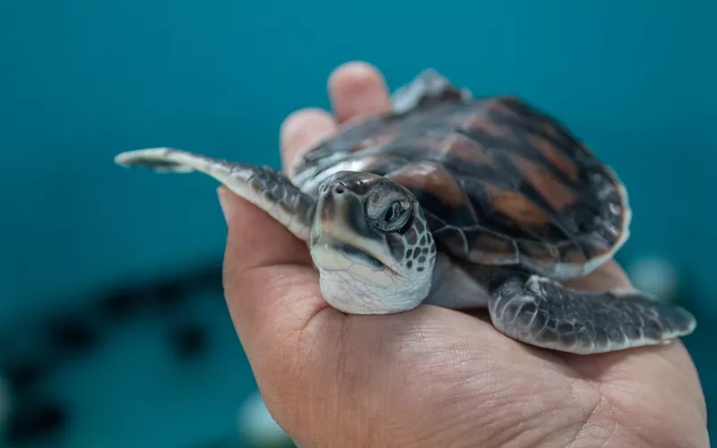 Il Turtle point di Portici 