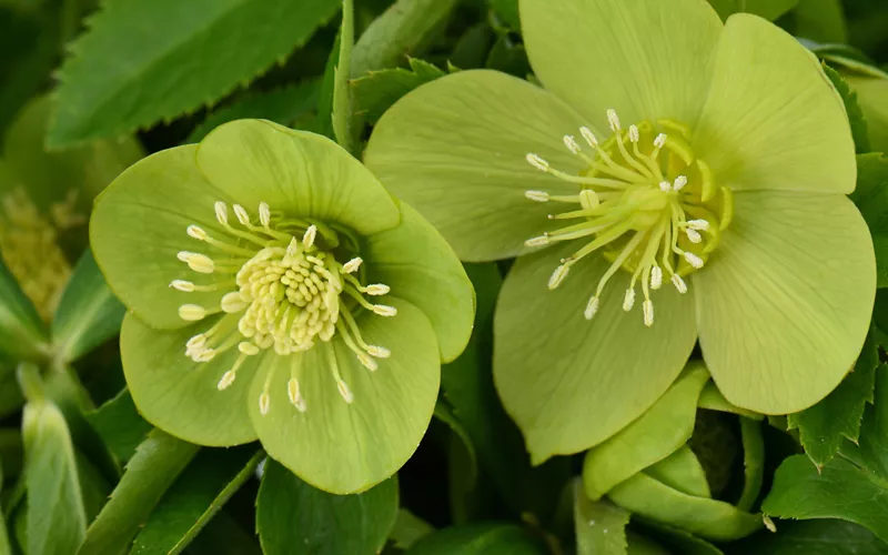 All the hellebores of Trentino