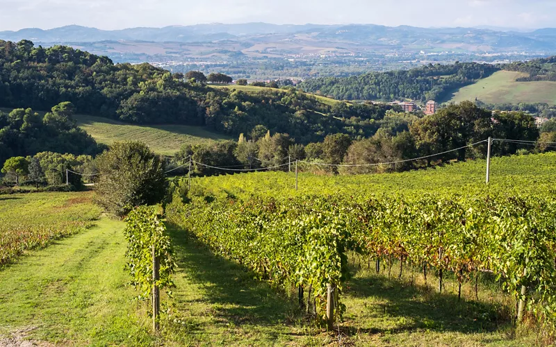 all the knowledge of Marche winemakers