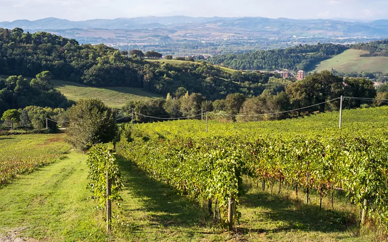 tutto il sapere dei vignaioli marchigiani