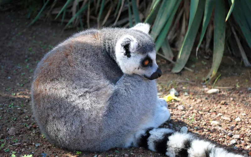 A biopark free of nets or cages