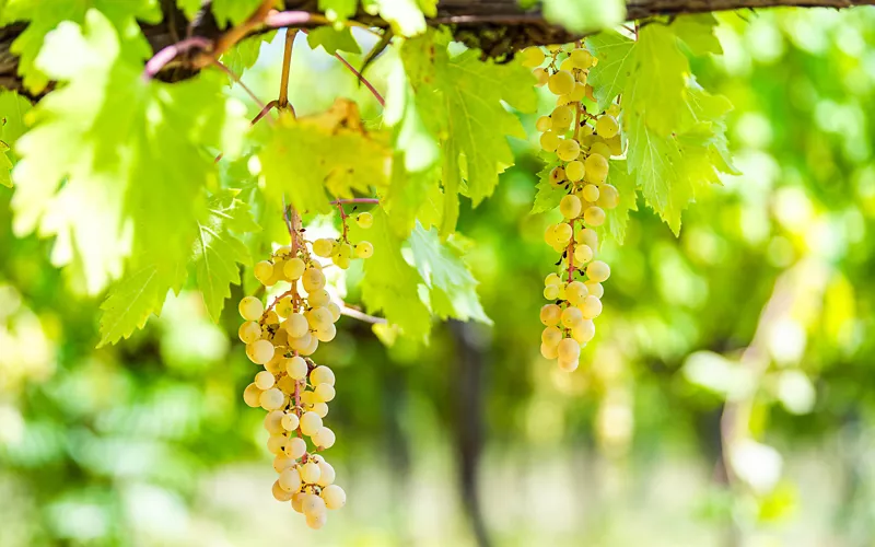 Ein duftendes Schmuckstück