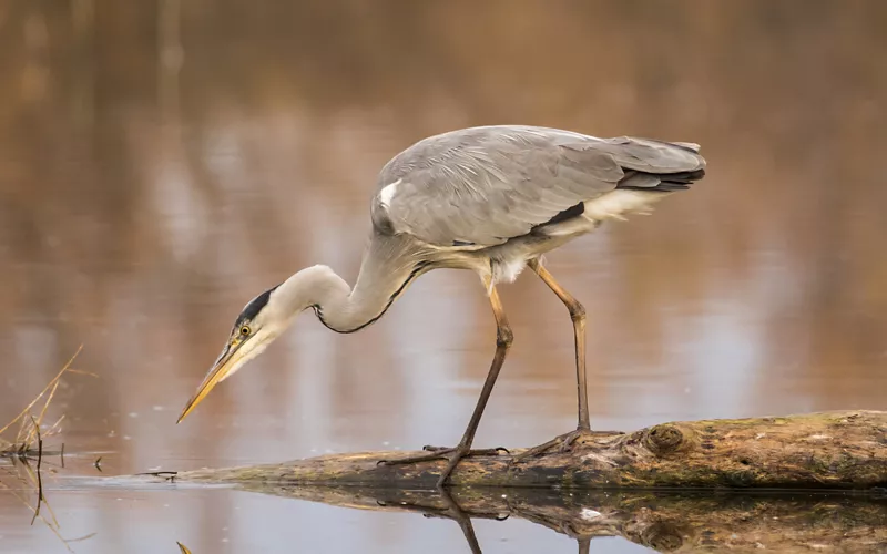 A paradise for birdwatchers