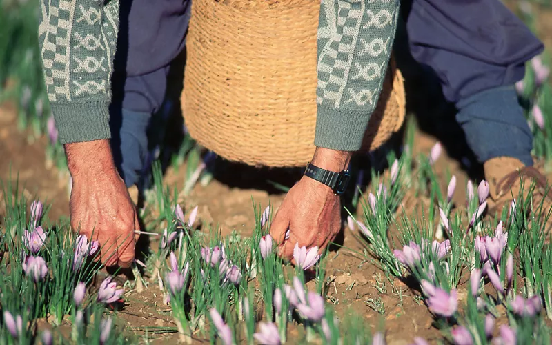 farmers harvesting saffron