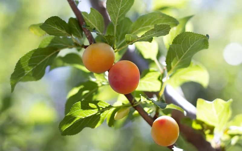 Una piccolissima e preziosa produzione