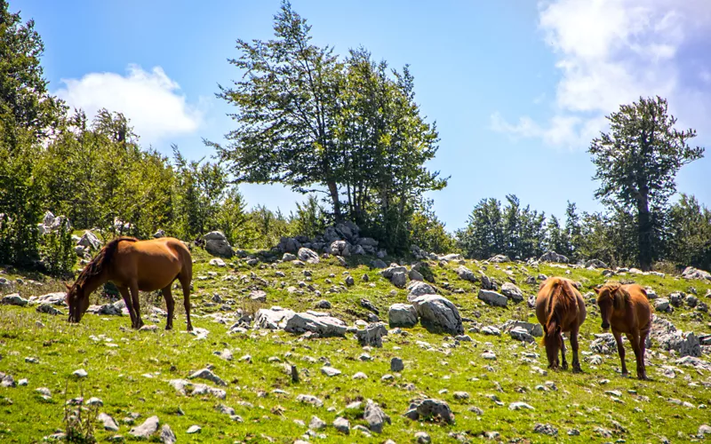 Biens naturels UNESCO en Calabre : le parc national de la Sila