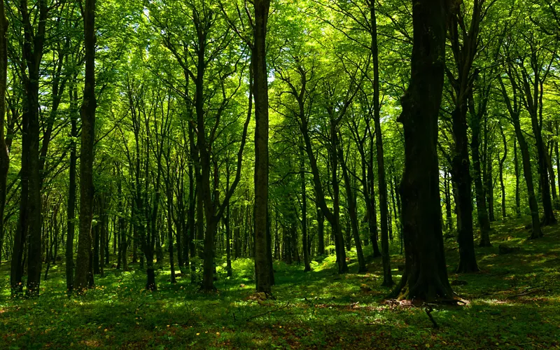 Beni naturali UNESCO Lazio: la Foresta di Monte Raschio e di Monte Cimino