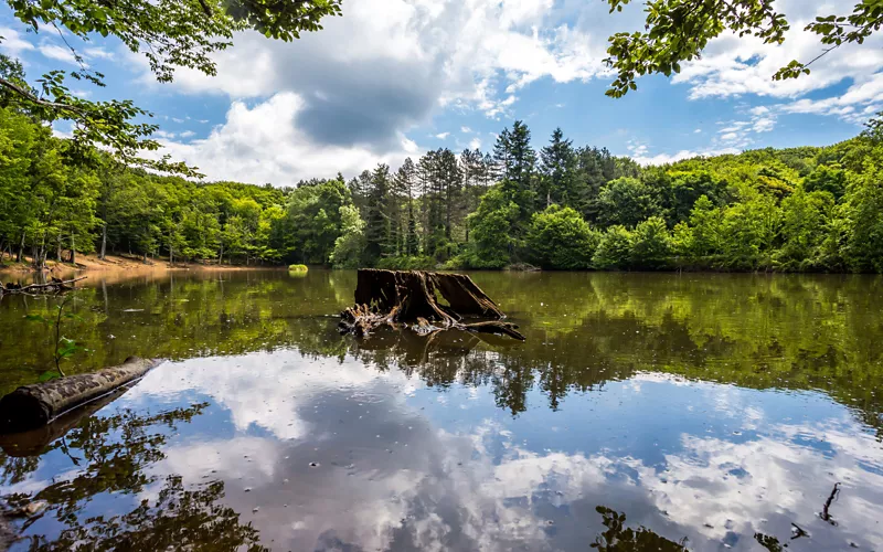 Património natural da UNESCO na Apúlia: a Reserva Natural da Floresta Umbra