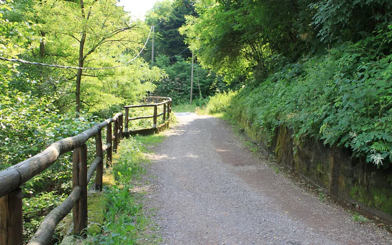 Forest bathing in Val Sessera