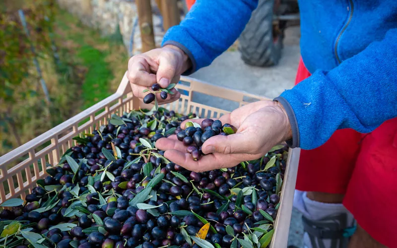 La variété des cultivars de la Basilicate