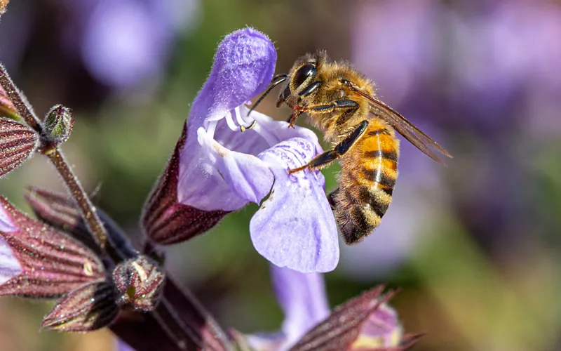 Varieties and uses of Basilicata honey