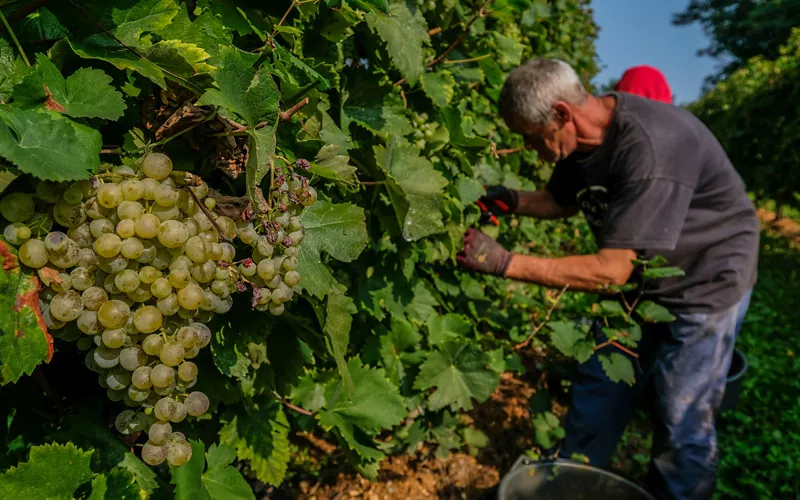 veneto vendemmia