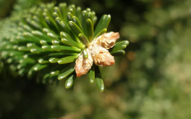 rare christmas tree in sicily