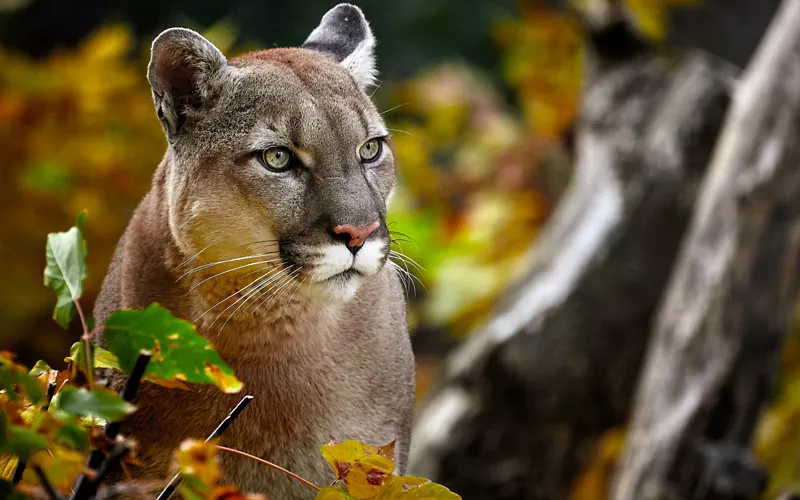 Lombardia: Parco Faunistico Le Cornelle