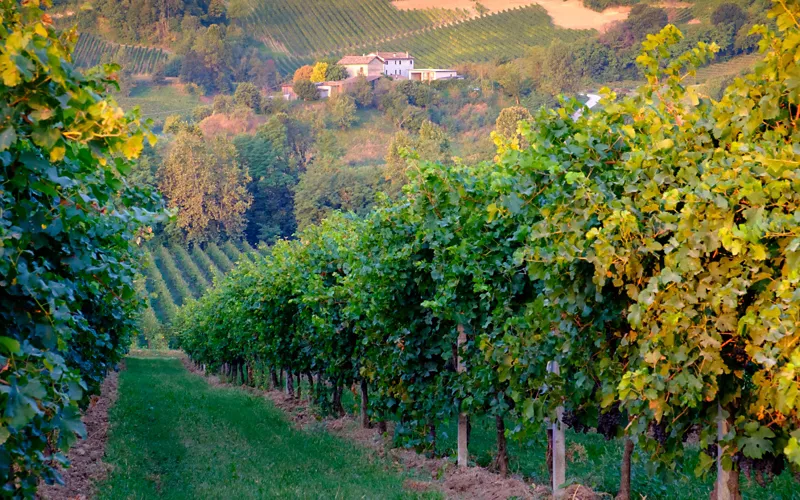 vigna di sarah in veneto