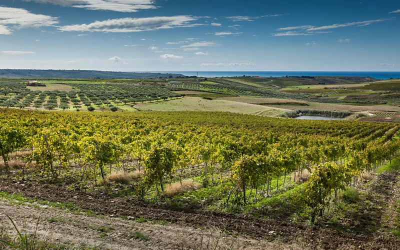 The vineyards of the Valle di Monastero on Pantelleria