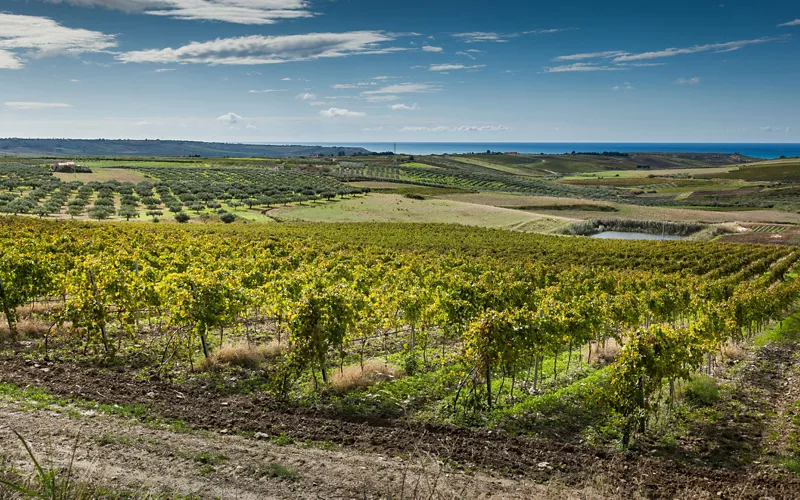 Los viñedos del Valle del Monasterio en Pantelleria